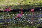 Flamingo Trio