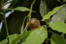 My Mate Marmoset