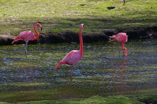 Flamingo Trio