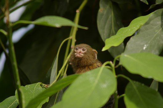 My Mate Marmoset